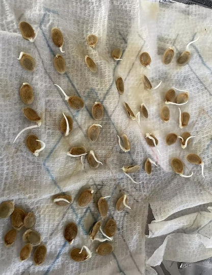 2 Bags Seeds mướp tròn Mỹ Nhân Apple LUFFA F1 Rare蘋果絲瓜 Very Sweet Giòn Ngot Round Giống lạ đẹp mắt sai trái high Yield 10 Taiwan Hybrid Seeds Very Sweet can be Eaten raw; Fast spout Productive