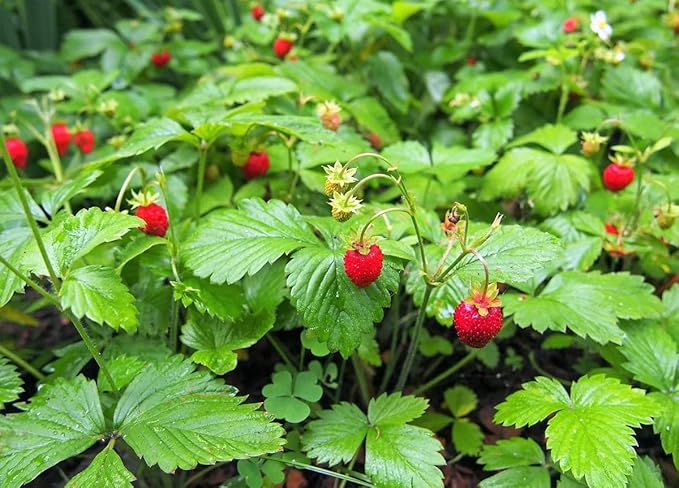 250+ Wild Strawberry Seeds Fragaria Vesca Fresh Fruits Garden Planting