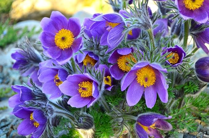 Seeds Eastern Pasqueflower 30 Seeds for Planting Prairie Crocus Perennial Plant