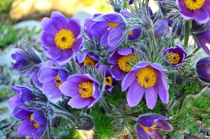 Seeds Eastern Pasqueflower 30 Seeds for Planting Prairie Crocus Perennial Plant