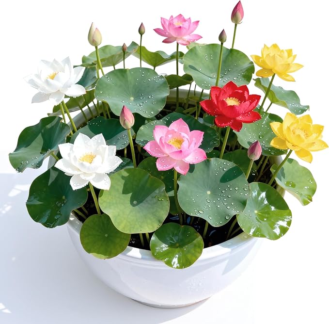 Mixed Lotus Seeds for Planting in Water, 160+ Water Lily Flower Plant Seeds, Grow Stunning Lotus Flowers in Ponds & Gardens