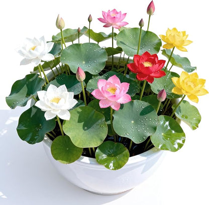 Mixed Lotus Seeds for Planting in Water, 160+ Water Lily Flower Plant Seeds, Grow Stunning Lotus Flowers in Ponds & Gardens