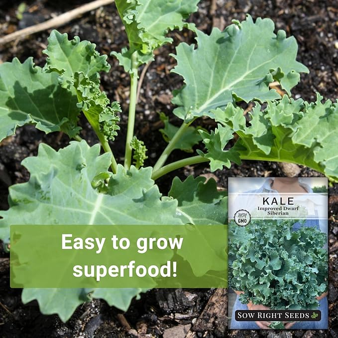 Sow Right Seeds - Dwarf Siberian Improved Kale Seed for Planting - Non-GMO Heirloom Packet with Instructions to Plant a Home Vegetable Garden - Very Nutritious Superfood - Classic Variety (2)