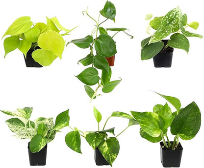 Plentiful Pothos & Philodendron (6-Pack), Pothos Live Plant Decor, Office Plants, Real Plants, Easy Indoor Plant, House Plants Indoors Live Plants Indoor Plants Live Houseplants by Plants for Pets