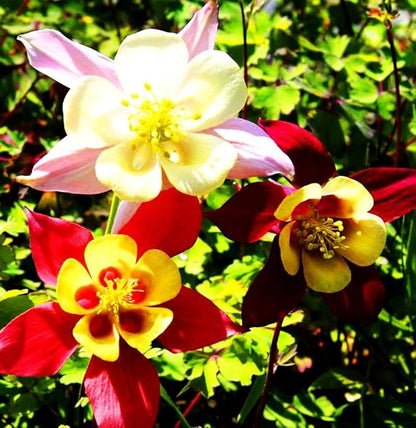 100 pcs Columbine McKana Giants Flower Seeds, Perennial Colorful Attracts Bees and Hummingbirds from USA Aquilegia caerulea