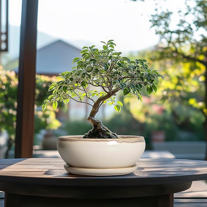 SQOWL Succulent Pots 8 Inch - Ceramic Bonsai Pots for Indoor Plants, Round Shallow Plant Pot with Drainage Hole and Saucer, Bowl Planter Outdoor, Patio Decor, Plant Lover Gifts, Beige