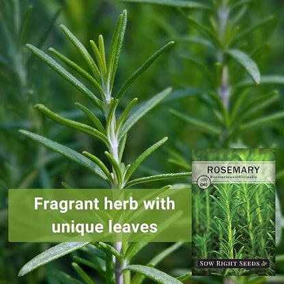 Sow Right Seeds - Rosemary Seed for Planting - Non-GMO Heirloom Packet with Instructions to Plant and Grow a Kitchen Herb Garden - Indoors or Outdoor - Tasty Culinary Herb, Super Fragrant (2)