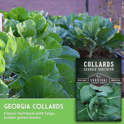Collard Green Seeds for Planting | Georgia Southern Heirloom Non-GMO Variety | Leafy Greens for Home Vegetable Gardens - Survival Garden Seeds (1 Pack)