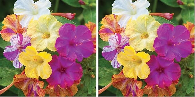 Burpee Marbles Mix Four O'Clock Seeds 35 Seeds (Pack of 2)