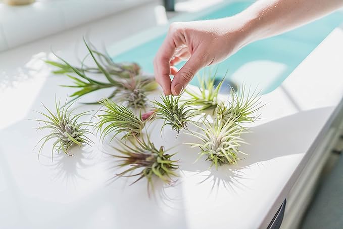 6 Grab Bag Pack Small & Medium Air Plants - Fertilizer Packet - Wholesale - Bulk - Live Tillandsia - Easy Care House Plant - Succulents