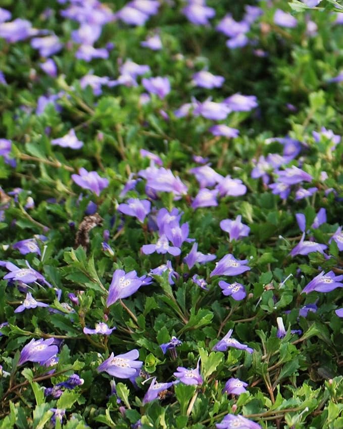 Perennial Farm Marketplace Mazus reptans (Creeping Blue) Groundcover, 1 Quart, Bright Bluish Colored Flowers
