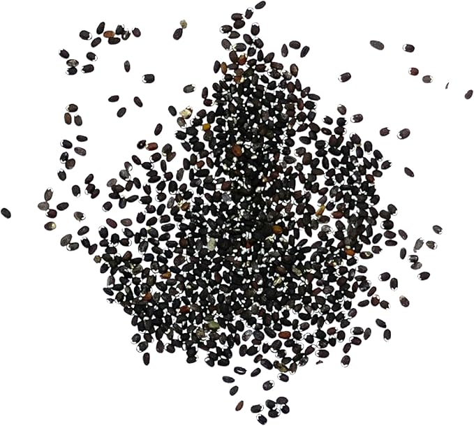 Seed Needs Catmint Seeds for Planting an Indoor/Outdoor Herb Garden - Non-GMO Heirloom & Untreated Herbal Plants - Great for Cats Nepeta mussinii (2 Packs)
