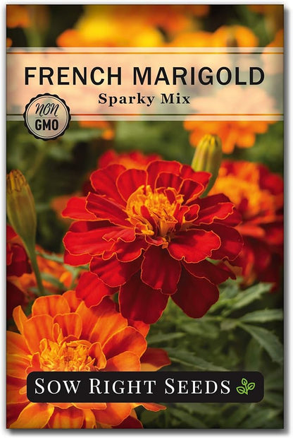 Sow Right Seeds - Dwarf Flower Seed Collection for Planting - Individual Packets of Zinnia Thumbelina, White Linen Poppy, Tetra Snapdragon, Dwarf Dahlia, and Sparky Marigold Non-GMO Heirloom Seeds
