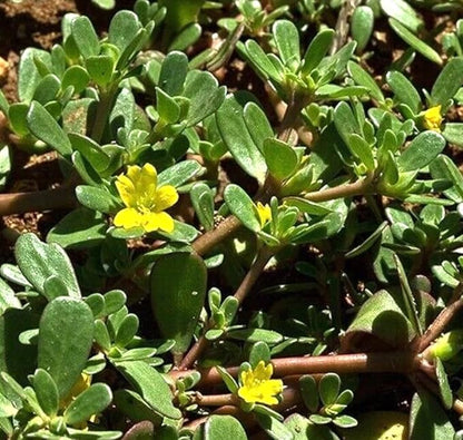 1000PCS Green Purslane Seeds Portulaca Oleracea Sativa Garden Home Wild Vegetable Seeds