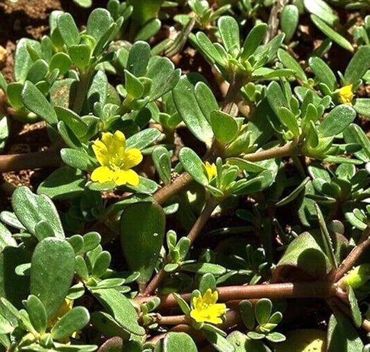 1000PCS Green Purslane Seeds Portulaca Oleracea Sativa Garden Home Wild Vegetable Seeds