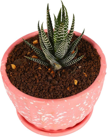 Japanese Super Hard Akadama Bonsai Soil - Extra Small Grain (4lb) | Ideal for Cuttings, Seedling Cultivation, Fine-Rooted Plants