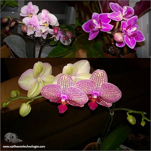 TeaDrops Organic Orchid + Bromeliad + Air Plant Fertilizer – 16 Liquid Indoor House Plant Food Packets – Make up to 32 Gallons (Easy use in Watering Can & Containers, Ecofriendly)