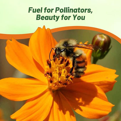 Outsidepride Orange Cosmos Sulphureus Seeds - 1000 Pcs Annual, Drought Tolerant & Pollinator Friendly, Flower Seeds for Planting w/Vibrant Double Blooms, Ideal for Landscaping & Xeriscaping