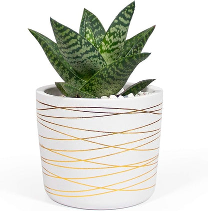 Willowy 6 Inch Ceramic Pot - Matte White with Gold Stripes - Drainage Plug Included