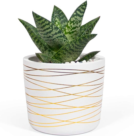 Willowy 6 Inch Ceramic Pot - Matte White with Gold Stripes - Drainage Plug Included