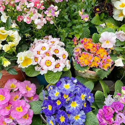 1000+ Perennial Mix Primrose Seeds for Planting-Non-GMO Heirloom, for Gardens & Outdoor Containers