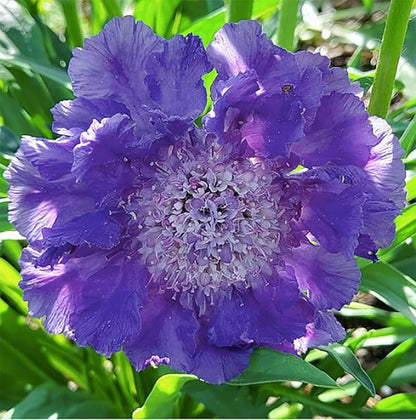 Pincushion or Scabiosa Mixed Seeds - 280 Imperial Mix Seed - Non GMO - Neonicotinoid-Free