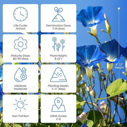 Morning Glory Seeds, Mix Color and Tall, Large Pack 1 Ounce Climbing Vine Flower Seeds Fast Growing for Planting Outdoors, Open Pollinated | Non-GMO | Heirloom | USDA 2-11