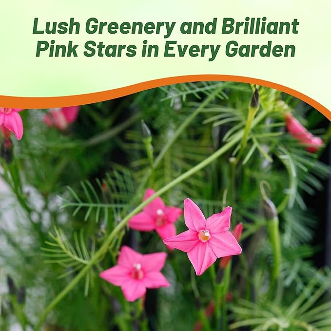 Outsidepride Rose Cypress Vine Seeds - 100 Pcs Annual Flower Seeds with Nectar-Rich, Star-Shaped Flowers & Feathery, Fern-Like Leaves for Fences, Trellises, Pergolas & Vertical Gardens