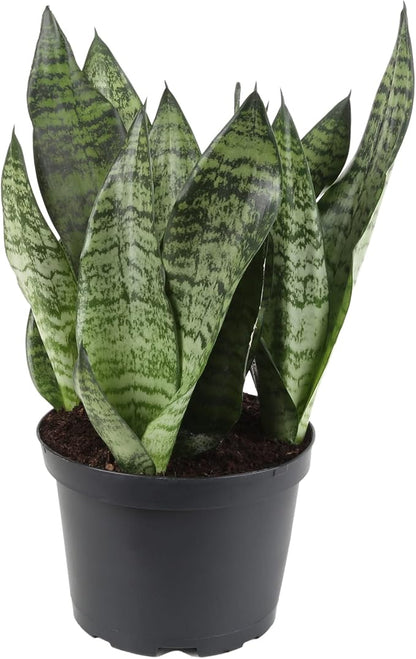 Premium Snake Plant Potting Soil Mix - 1 Quart - All-Natural and Organic - Perfect for Potting and Repotting Your Green Sansevieria Trifascatia Zeylanica Plants