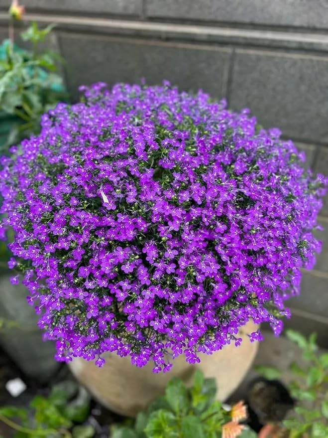 16,000 Creeping Thyme Seeds - Non-GMO Heirloom, Easy to Grow Drought Tolerant Low Maintenance, Perennial Aromatic Ground Cover for Garden & Landscaping Outdoor Planting