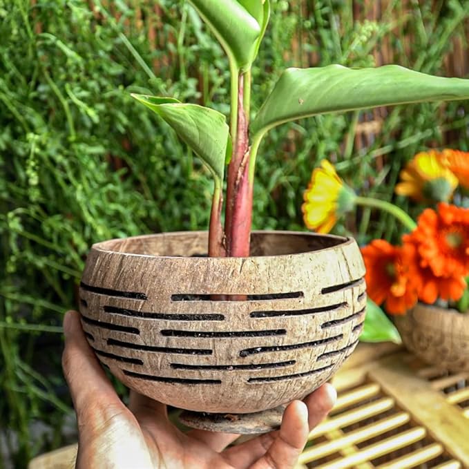 Rainforest Bowls Set of 4 Horizons Coconut Planters w/Drainage Hole- Perfect for Succulents, Flowers, Small Plants, Indoor & Outdoor Gardens- Handcarved by Artisans, Eco-Friendly & Sustainable