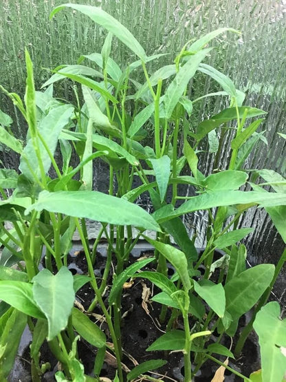 1000 Seeds - Kang Kong Seeds A.k.a. Rau Muong Or Ong Choy Seeds | Kong Xin CAI Seeds for Planting | Kangkong Non-GMO Seeds for A Fresh Vegetable Garden