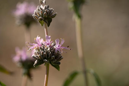 Plant Good Seed Organic San Luis Purple Sage Seeds for Planting: California Native Plant, Aromatic Gray Leaves - 100 Seed Packet