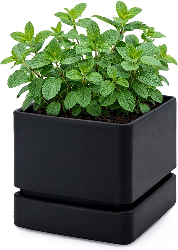 D'vine Dev 6 Inch Herb Planter Pot, Plastic Planter with Drainage Holes and Saucer, Modern Decorative Gardening Pot for Indoor Plants, Flowers, Herbs, Succulents, Black, Set of 1, 76-Y-B1-2