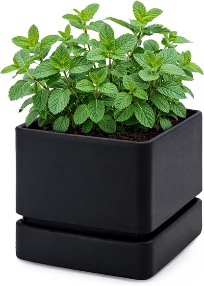 D'vine Dev 6 Inch Herb Planter Pot, Plastic Planter with Drainage Holes and Saucer, Modern Decorative Gardening Pot for Indoor Plants, Flowers, Herbs, Succulents, Black, Set of 1, 76-Y-B1-2