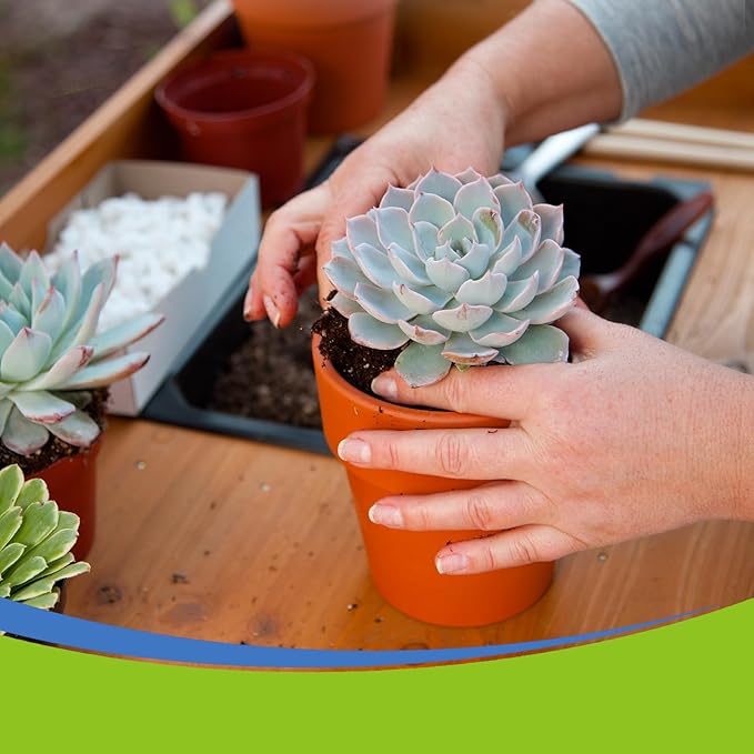 Succulent and Cactus Soil Potting Mix 10qt-Premium Breathable & Fast Draining for Healthy Plants