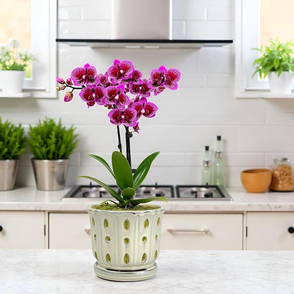 Ceramic Orchid Pot with Attached Saucer and Drainage Hole 6'' Orchid Planter (Cream)