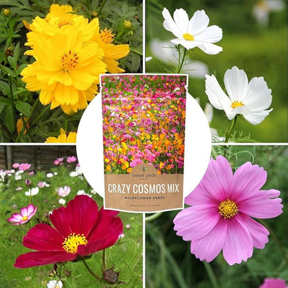 Sweet Yards Cosmos Seeds Wildflower Mixture - Bulk Quarter Pound Bag Over 20,000 Seeds - Pink, Yellow, Orange, Red, Purple and White Mixed Species - 7 Varieties Premium Quality for Planting Outdoors