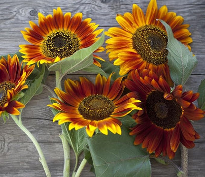Seed Packets for Planting Red Sun Sunflowers in Home Outdoor Garden - Heirloom Non-GMO Flower Seed Packets