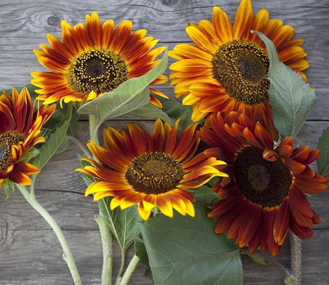 Seed Packets for Planting Red Sun Sunflowers in Home Outdoor Garden - Heirloom Non-GMO Flower Seed Packets