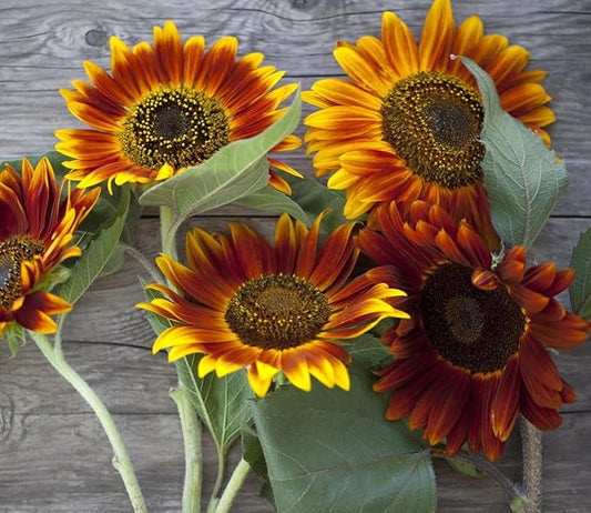 Seed Packets for Planting Red Sun Sunflowers in Home Outdoor Garden - Heirloom Non-GMO Flower Seed Packets
