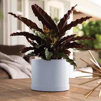 Bloem Mathers Planter w/Saucer Tray 8" Misty Blue (Pack of 3)