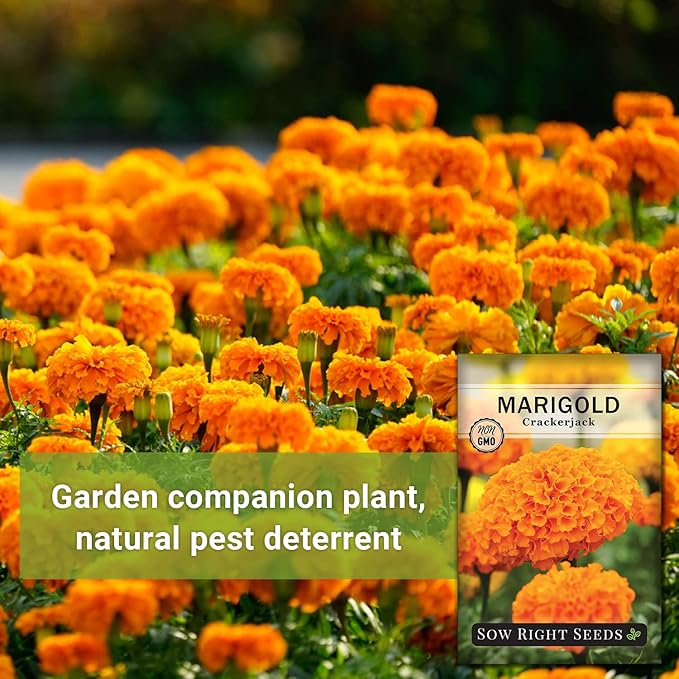 Sow Right Seeds Crackerjack African Marigold Seeds for Planting - Non-GMO Heirloom Seed Packet with Instructions - Companion Plant - Orange & Yellow Blooms Attract Pollinators, Deter Mosquitoes (3)