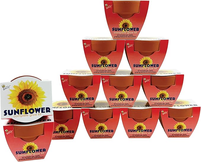 BUZZY Seeds 12-Pack Sunflower Mini Grow Pots – All-in-One Terracotta Flower Starter Kit with Growing Medium, DIY Gardening, Wedding and Shower Favors