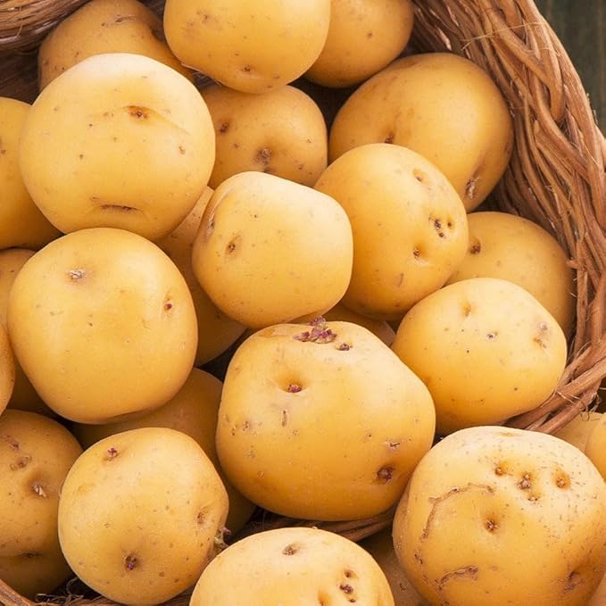 TomorrowSeeds - PRE-Order Now! Ships April 2026 - Kennebec Seed Potatoes Seeds - 5 Pounds - for 2026 Planting Certified for Growers White Potato Beige Tan Thin Skin USA Garden Growing Planting