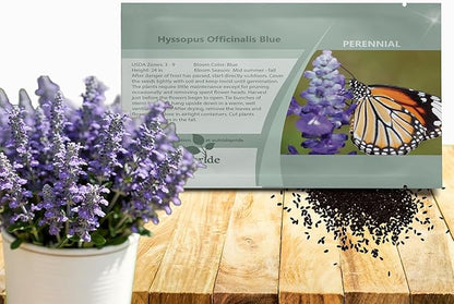 Outsidepride Blue Hyssop Seeds for Planting - 1000 Pcs Perennial Herb Garden Seeds with Fragrant Blooms Attractive to Pollinators, for Small Gardens, Containers, & Xeriscaping