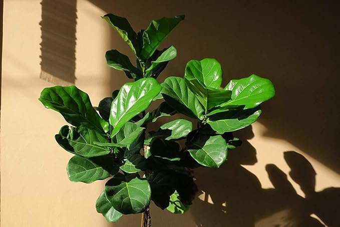 Fiddle Leaf Fig TreeFertilizer(Slow-Release Pellets) Ficus Plant Food Improves Leaves/Branches Potted Indoor Trees Treatment by Aquatic Arts