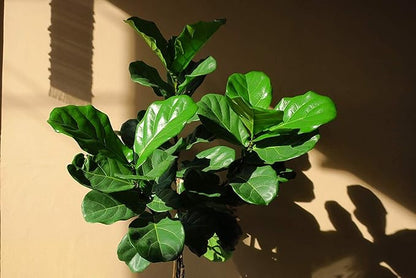 Fiddle Leaf Fig TreeFertilizer(Slow-Release Pellets) Ficus Plant Food Improves Leaves/Branches Potted Indoor Trees Treatment by Aquatic Arts