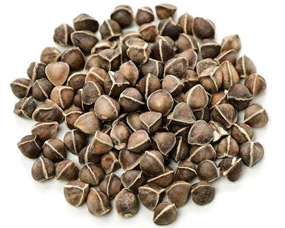 Moringa Seeds Wingless 1 oz. - PKM1 Variety - Edible Snacking - Planting - Moringa Oleifera - Malunggay - Semillas De Moringa - Drumstick Tree - Non-GMO - 100 to 125 Seeds