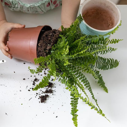 Potting Soil Mix for Fern 1qt, Custom Hand Blended Mixture Suitable for Indoor/Outdoor Potted Fern Plant